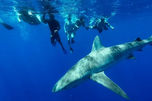 Oahu Cage-Free Shark Swim North Shore 105 Min - Image 3