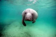 Crystal River Manatee Tour with In-Water Divemaster thumbnail 6