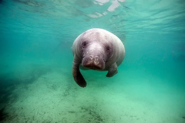 Crystal River Manatee Tour with In-Water Divemaster - Image 6