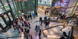 San Antonio Witte Museum Admission