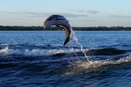 Alabama Gulf Coast Dolphin Cruise thumbnail 1