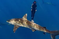 Oahu Shark Diving and Snorkeling thumbnail 6