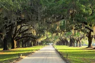 Charleston Horse & Carriage Ride and Harbor Cruise thumbnail 3