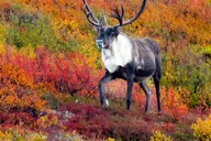 Anchorage Ocean Wildlife and Interior Wilderness Tour 9 Days thumbnail 2