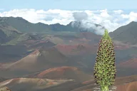 Maui Haleakala Sunset Tour with Dinner thumbnail 4