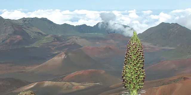 Maui Haleakala Sunset Tour with Dinner - Image 4