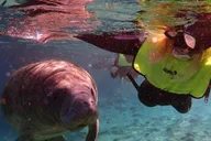 Crystal River Manatee Swim Tour thumbnail 3