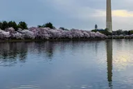 Washington DC Monuments & History Cherry Blossom Tour 2 hr thumbnail 5