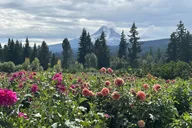 Portland Mt Hood Day Trip to Multnomah Falls thumbnail 2