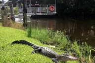 Marrero Swamp and Bayou Boat Tour 90 Min thumbnail 3