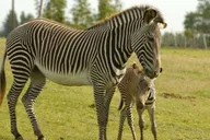 Tampa Serengeti Safari Tour 30 Min thumbnail 5