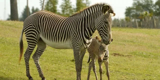 Tampa Serengeti Safari Tour 30 Min - Image 5