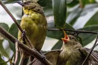 Hakalau Forest Bird Watching Adventure thumbnail 3