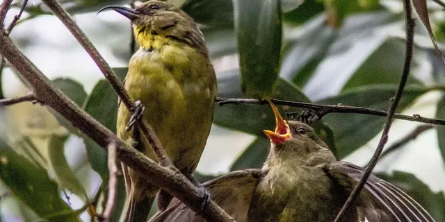 Hakalau Forest Bird Watching Adventure - Image 3