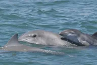 Cape May Dolphin and Bird Watching Cruise 2 hr thumbnail 3