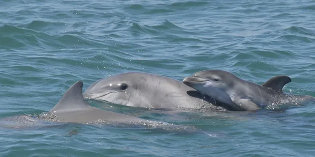 Cape May Dolphin and Bird Watching Cruise 2 hr - Image 3