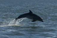 St Augustine Dolphin Tails & History Cruise thumbnail 1