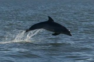 St Augustine Dolphin Tails & History Cruise