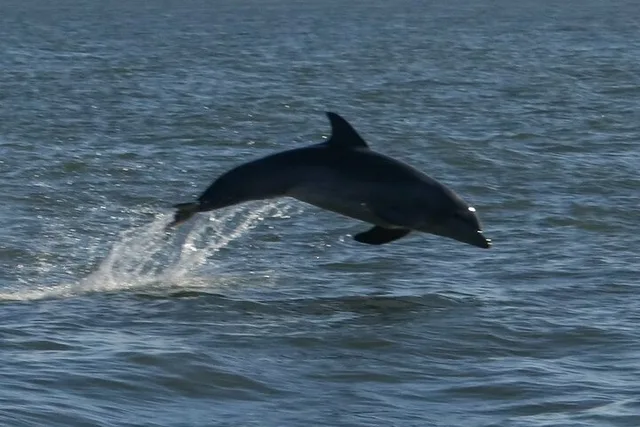 St Augustine Dolphin Tails & History Cruise - Image 1