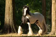 Ocala Gypsy Gold Horse Farm Tour thumbnail 3