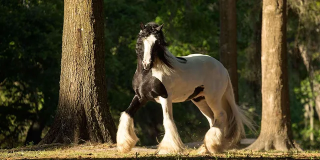 Ocala Gypsy Gold Horse Farm Tour - Image 3