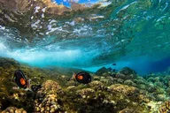 Maui Snorkel Adventure with Turtle Arches - 5 hr thumbnail 3