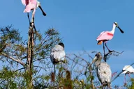Naples 10,000 Islands Boat Tour & Everglades Walk thumbnail 6