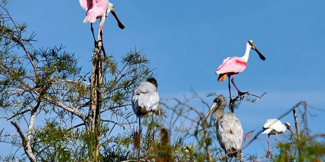Naples 10,000 Islands Boat Tour & Everglades Walk - Image 6