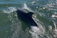 Ocean City Sailing Catamaran Cruise thumbnail 3