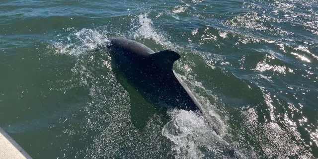 Ocean City Sailing Catamaran Cruise - Image 3