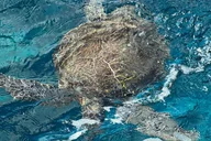 Key Largo Snorkel Tour - 2 Sites thumbnail 5