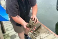 Maine Oyster Farm Tour thumbnail 2