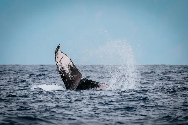 Lahaina Whale Watching Raft Tour 2 hr - Image 5