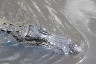 New Orleans Bayou Airboat Ride thumbnail 2
