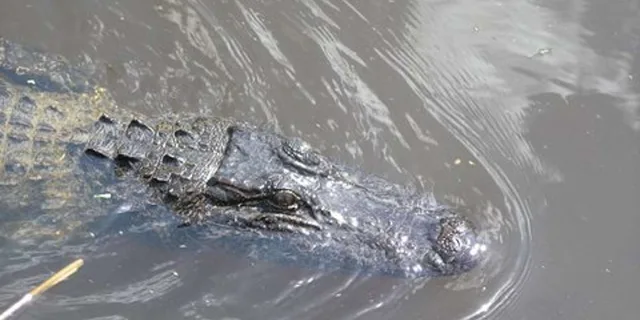New Orleans Bayou Airboat Ride - Image 2