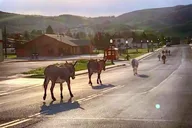 Cañon City Gold Belt Scenic Byway Jeep Tour thumbnail 5
