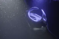 Kailua-Kona Manta Ray Snorkeling and Sunset Cruise thumbnail 3