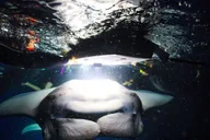 Kailua-Kona Manta Snorkel Tour at Night thumbnail 4