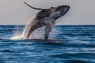 Maui Whale Watching Tour from Ma'alaea Harbor thumbnail 3