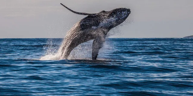 Maui Whale Watching Tour from Ma'alaea Harbor - Image 3
