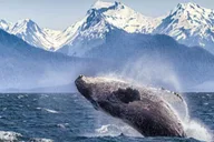Hoonah Whale Watching Tour thumbnail 1