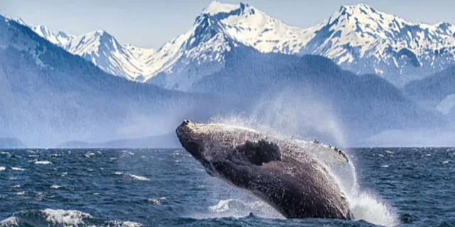 Hoonah Whale Watching Tour - Image 1