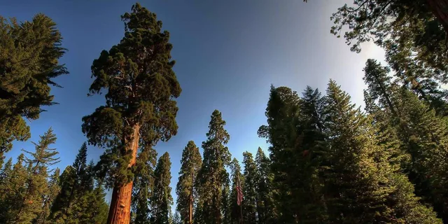 San Francisco Yosemite Private Tour - Image 4