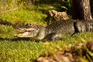 Miami Tour: Cruise, Everglades & Double Decker