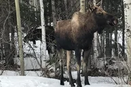Anchorage City Tour thumbnail 2