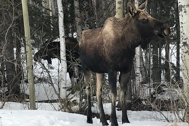 Anchorage City Tour - Image 2