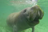 Crystal River Manatee Snorkel Tour thumbnail 1
