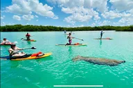 Bonita Springs Dolphin, Manatee, and Sea Turtle Adventure thumbnail 1