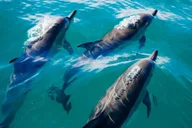 Destin Crab Island Dolphin Tour thumbnail 2