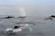 Gloucester Whale Watching Tour thumbnail 4